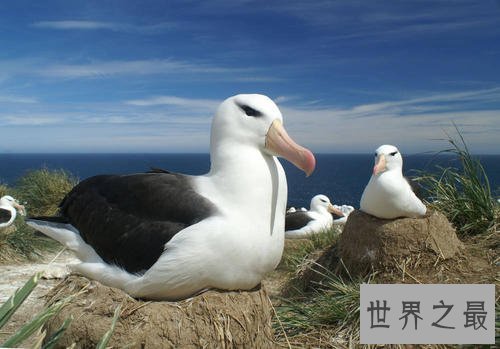 世界上最浪漫的10种动物,河豚竟是第一!