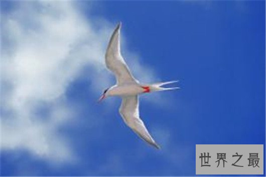 飞行最远的鸟类,飞行距离可绕地球一圈