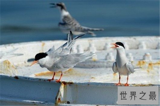 飞行最远的鸟类,飞行距离可绕地球一圈