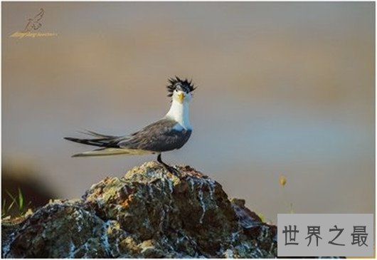 飞行最远的鸟类,飞行距离可绕地球一圈