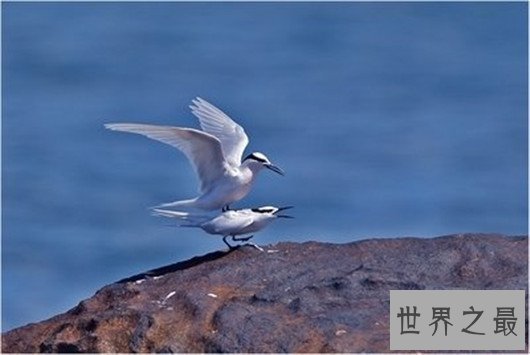 飞行最远的鸟类,飞行距离可绕地球一圈