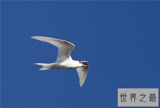 飞行最远的鸟类,飞行距离可绕地球一圈