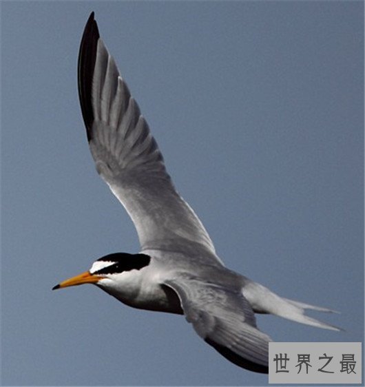 飞行最远的鸟类,飞行距离可绕地球一圈