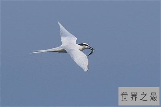 飞行最远的鸟类,飞行距离可绕地球一圈