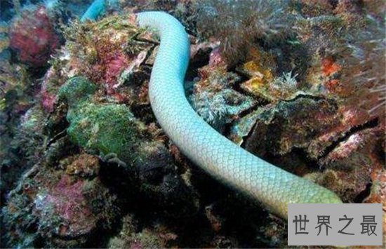 绿茸线蛇来源于小说,深海中是否真的存在呢?