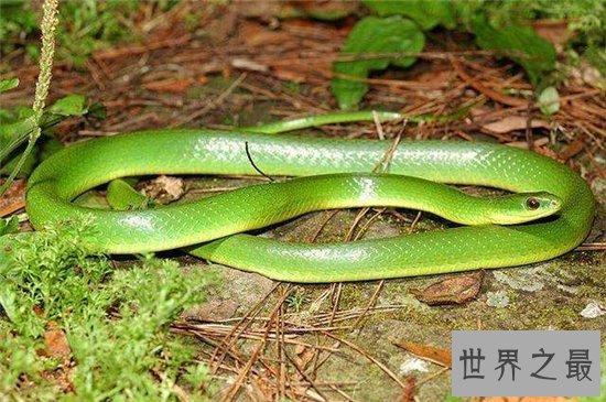 绿茸线蛇来源于小说,深海中是否真的存在呢?