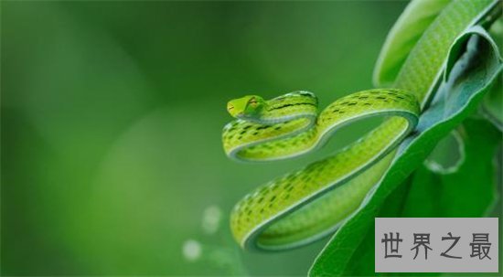 绿茸线蛇来源于小说,深海中是否真的存在呢?