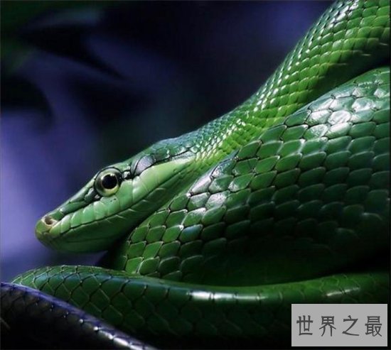 绿茸线蛇来源于小说,深海中是否真的存在呢?