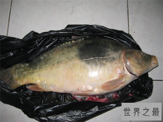 镜子鱼含有丰富蛋白质,更能补充身体微量元素