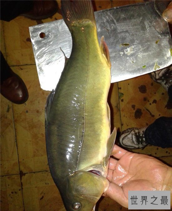 镜子鱼含有丰富蛋白质,更能补充身体微量元素