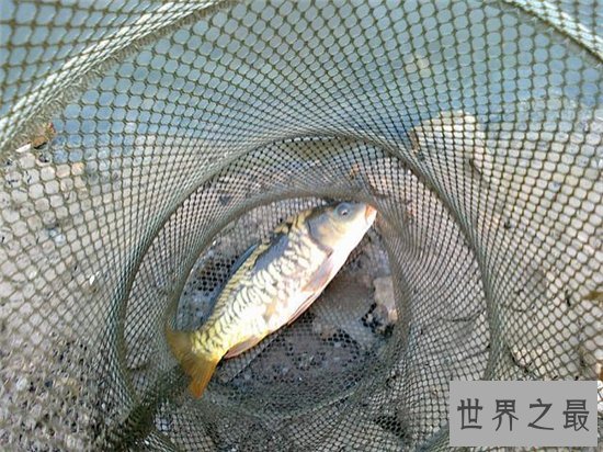 镜子鱼含有丰富蛋白质,更能补充身体微量元素