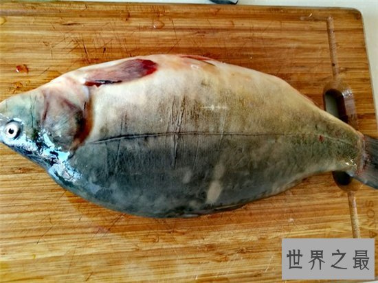 镜子鱼含有丰富蛋白质,更能补充身体微量元素