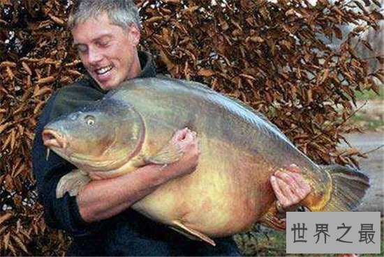 镜子鱼含有丰富蛋白质,更能补充身体微量元素