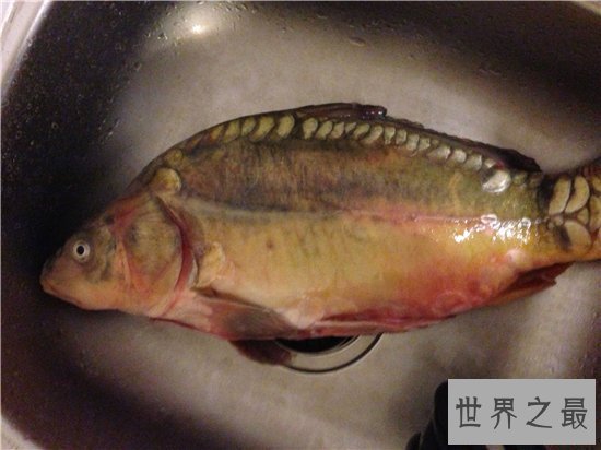 镜子鱼含有丰富蛋白质,更能补充身体微量元素