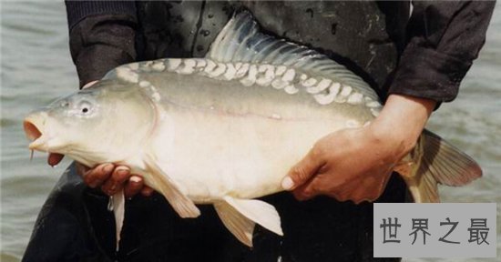 镜子鱼含有丰富蛋白质,更能补充身体微量元素