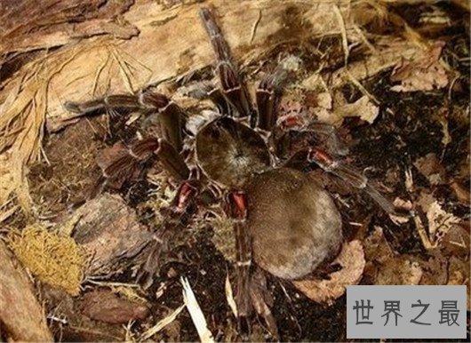 世界上最大的蜘蛛排行,如此大的蜘蛛你见过吗