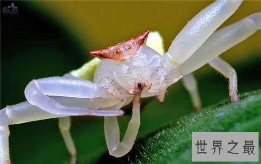 世界上最大的蜘蛛排行,如此大的蜘蛛你见过吗