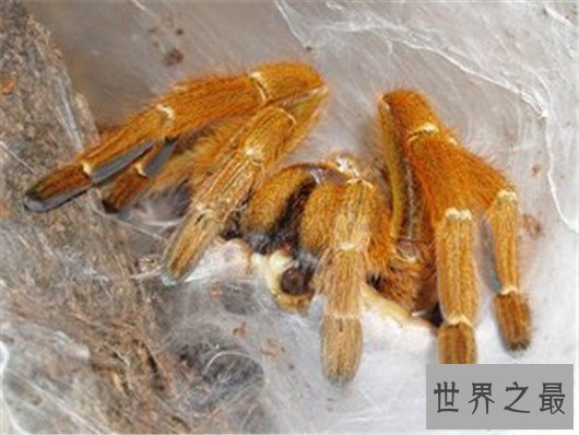世界上最大的蜘蛛排行,如此大的蜘蛛你见过吗