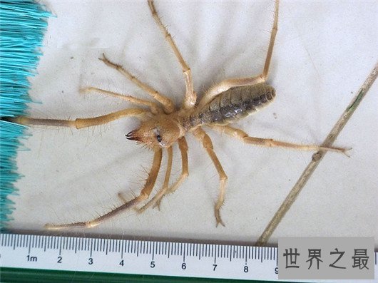 世界上最大的蜘蛛排行,如此大的蜘蛛你见过吗