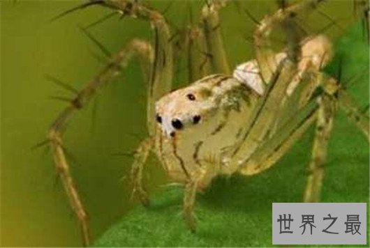 世界上最大的蜘蛛排行,如此大的蜘蛛你见过吗