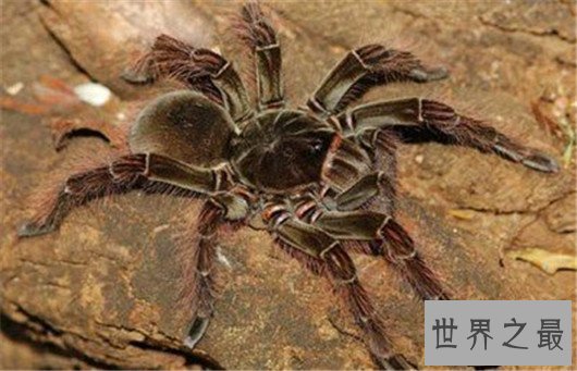 世界上最大的蜘蛛排行,如此大的蜘蛛你见过吗
