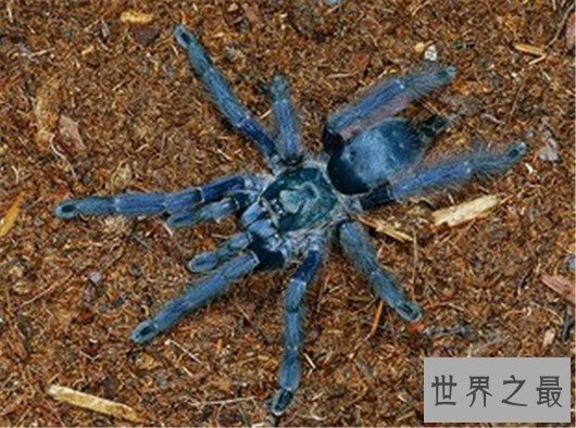 世界上最大的蜘蛛排行,如此大的蜘蛛你见过吗