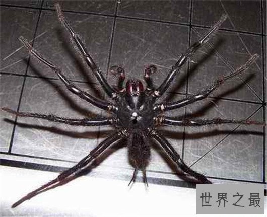 世界上最大的蜘蛛排行,如此大的蜘蛛你见过吗