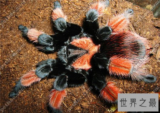 世界上最大的蜘蛛排行,如此大的蜘蛛你见过吗