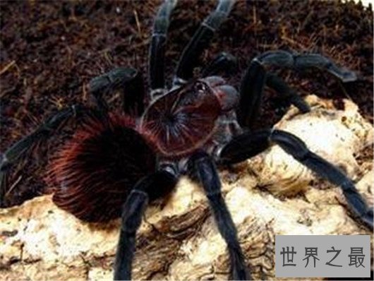 世界上最大的蜘蛛排行,如此大的蜘蛛你见过吗