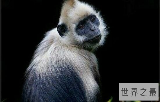 本世界即将灭绝的10大濒危动物，在渐渐的消亡。