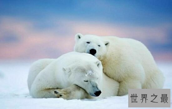 世界上最萌动物，萌到让你失声尖叫。