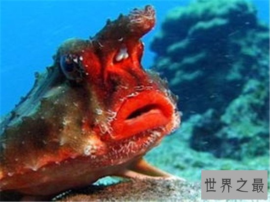 世界十大最丑动物,水滴鱼丑成一坨(都能把自己丑哭喽)