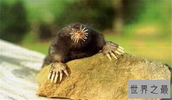 世界十大最丑动物,水滴鱼丑成一坨(都能把自己丑哭喽)