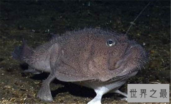 世界十大最丑动物,水滴鱼丑成一坨(都能把自己丑哭喽)