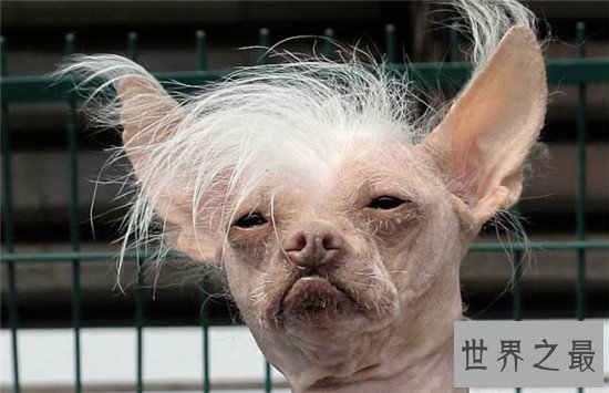 世界十大最丑动物,水滴鱼丑成一坨(都能把自己丑哭喽)