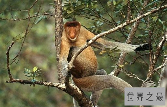 世界十大最丑动物,水滴鱼丑成一坨(都能把自己丑哭喽)