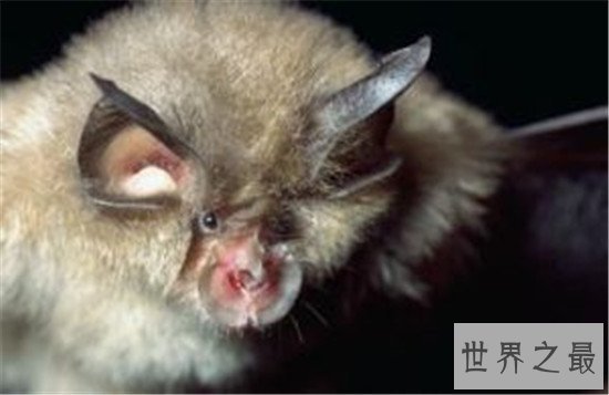 世界十大最丑动物,水滴鱼丑成一坨(都能把自己丑哭喽)