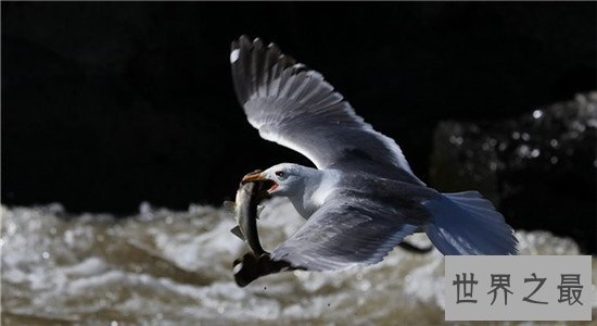 世界十大最丑动物,水滴鱼丑成一坨(都能把自己丑哭喽)