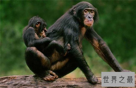 世界十大聪明动物,可能你家猪的智商都甩你几十条街