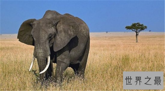 世界十大聪明动物,可能你家猪的智商都甩你几十条街