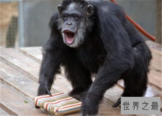 世界十大聪明动物,可能你家猪的智商都甩你几十条街