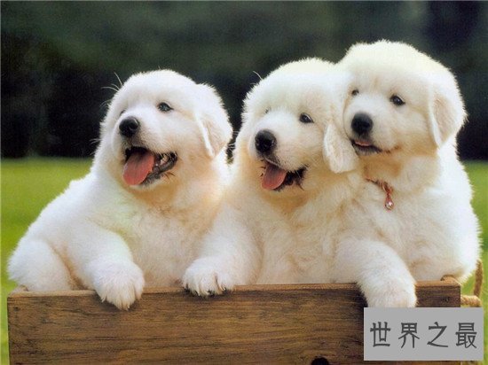 世界十大聪明动物,可能你家猪的智商都甩你几十条街