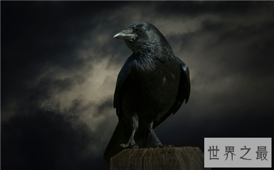 世界十大聪明动物,可能你家猪的智商都甩你几十条街