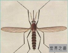 世界上最小蜻蜓，蜻蜓界的迷你公主！