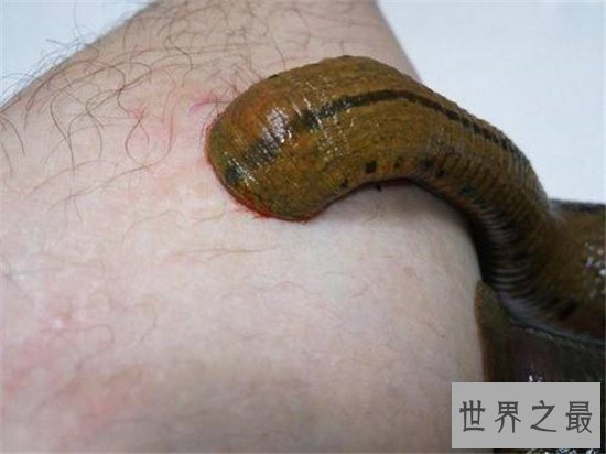 暴君水蛭繁殖能力强大,生殖器却小到肉眼看不见