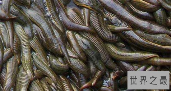 暴君水蛭繁殖能力强大,生殖器却小到肉眼看不见