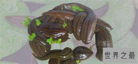 暴君水蛭繁殖能力强大,生殖器却小到肉眼看不见