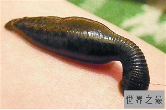 暴君水蛭繁殖能力强大,生殖器却小到肉眼看不见
