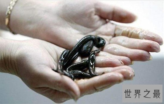 暴君水蛭繁殖能力强大,生殖器却小到肉眼看不见