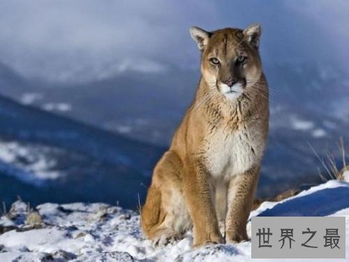 全球十大濒危动物,这些动物你或许都不再有机会见到了